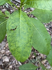 Pokeweed mosaic virus
