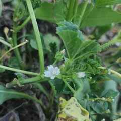 Malva pusilla, photograph (c) Sergey Basalaev, some rights reserved (CC BY)