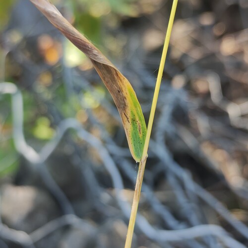 Elymus sibiricus, photograph 1