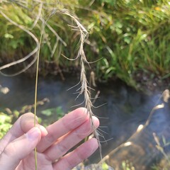 Elymus sibiricus