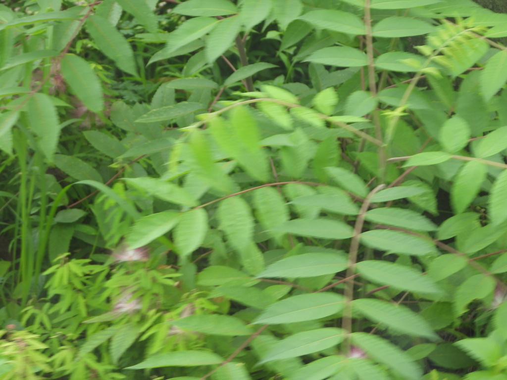 Rhus chinensis; photograph (c) Jared Shorma, some rights reserved (CC BY)
