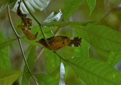 Microrhopias quixensis