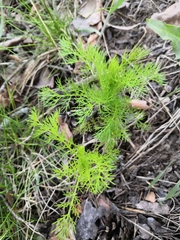 Tripleurospermum inodorum