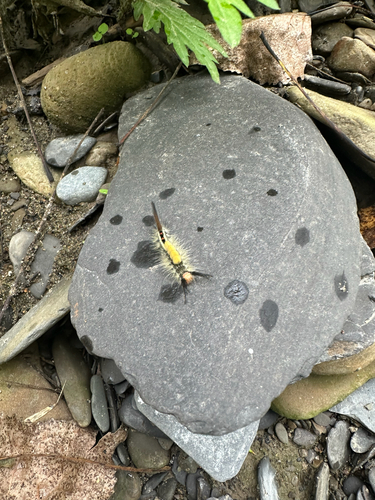White-marked Tussock Moth