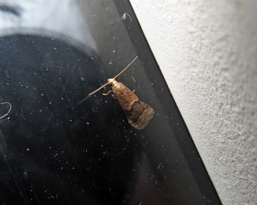 Broad-banded Eulogia Moth