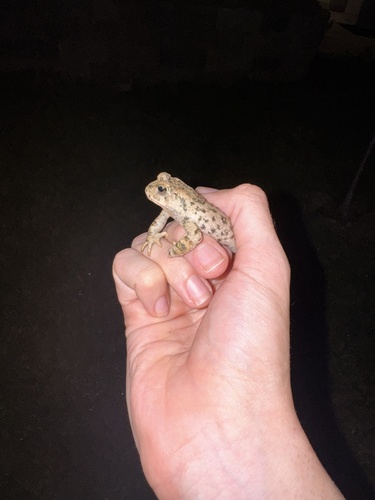 Western Toad