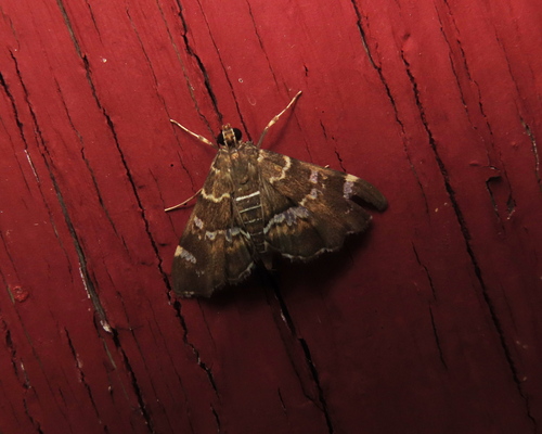 Spotted Beet Webworm Moth