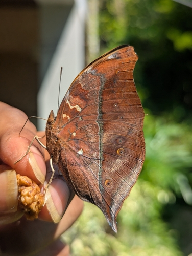 Autumn Leaf