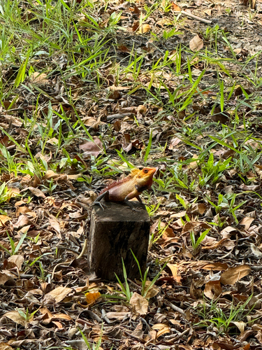 Indian Garden Lizard