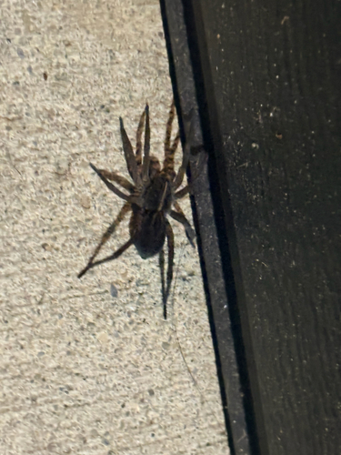 Wetland Giant Wolf Spider