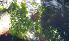 Ulva rigida