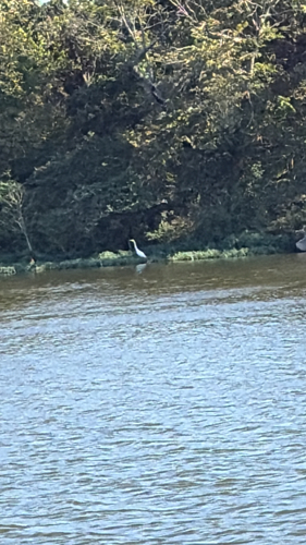 Great Egret