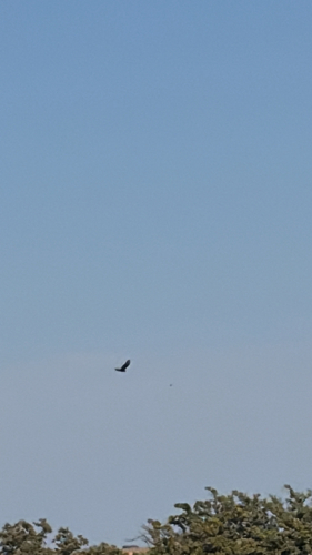 Turkey Vulture