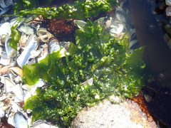 Ulva rigida