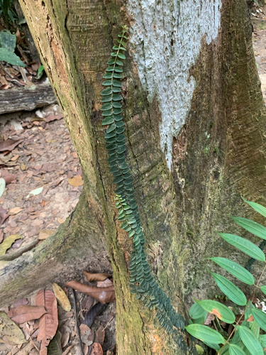 Climbing Aroid