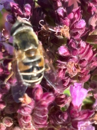 Yellow-shouldered Drone Fly