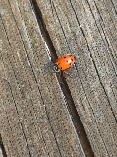iNaturalist observation photo of Convergent Lady Beetle