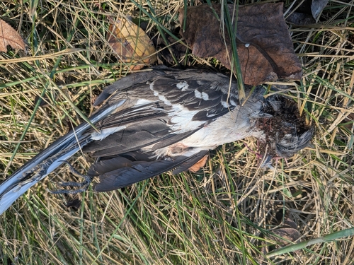 Northern Mockingbird