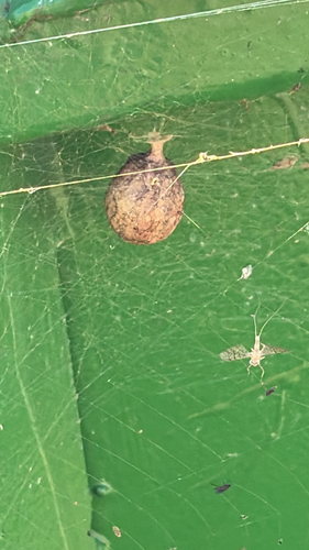Yellow Garden Spider