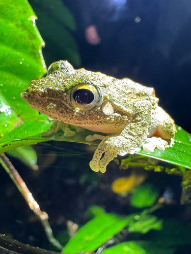 Kurixalus chaseni observed 2026-09-16