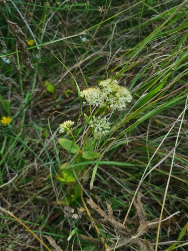 Great Stonecrop