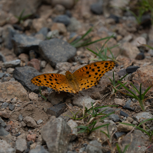 Tropical Fritillary