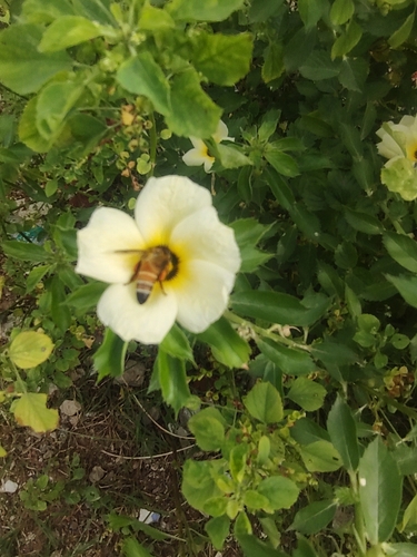 Giant Honey Bee