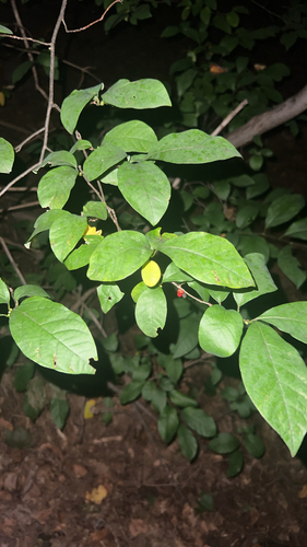 northern spicebush