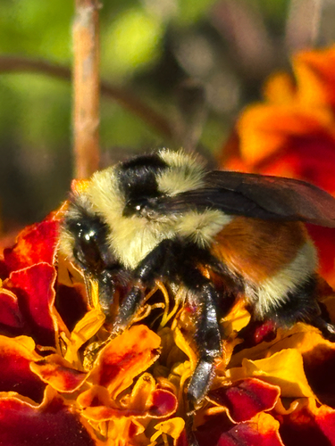Tricolored Bumble Bee