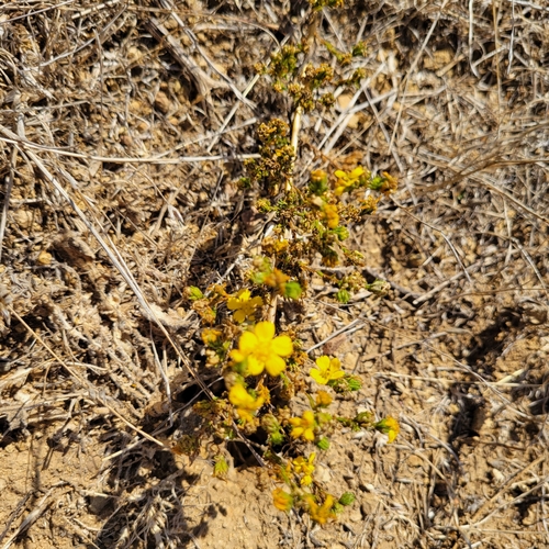 Deinandra fasciculata