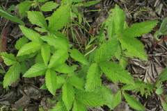 Potentilla fragarioides