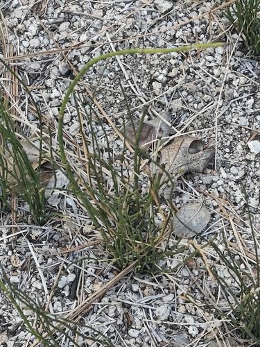 iNaturalist observation photo of smooth horsetail