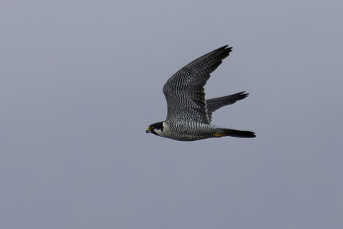 Peregrine Falcon