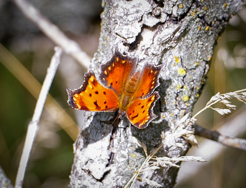 Gray Comma
