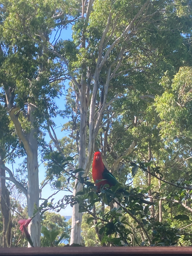 Australian King Parrot