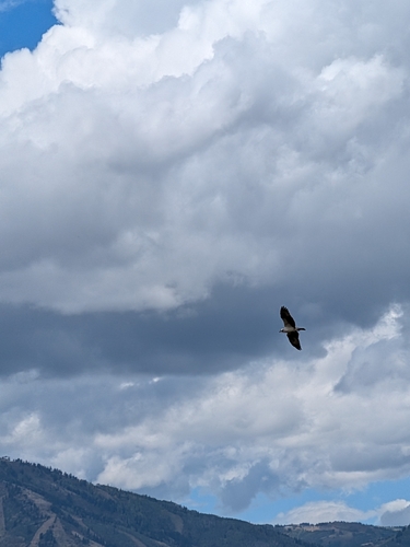 Osprey