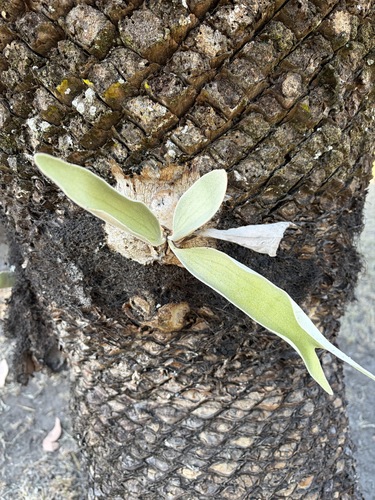 Platycerium veitchii, 2026-09-17