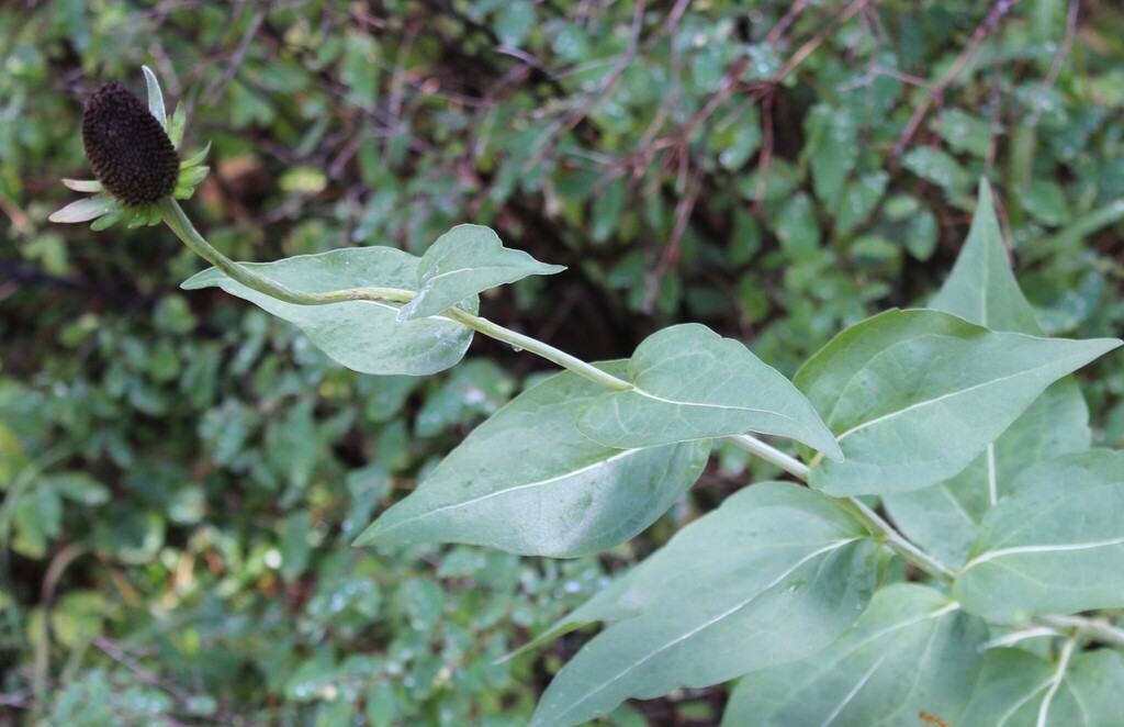 Rudbeckia occidentalis; photograph (c) 66dodge, some rights reserved (CC BY)