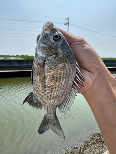 Pikey Bream