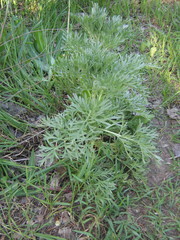 Artemisia absinthium