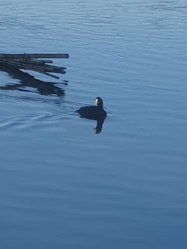 Eurasian Coot