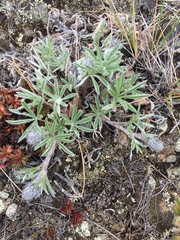 Lupinus kuschei