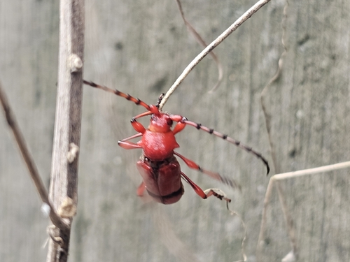 Dicelosternus corallinus