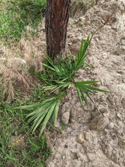 Chasmanthe floribunda