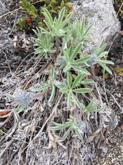 Lupinus kuschei