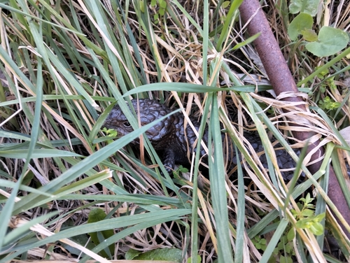 Shingleback