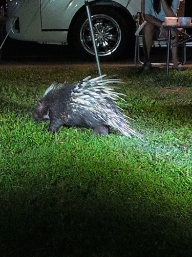 East Asian Porcupine