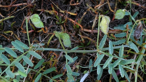 Vicia hirsuta, photograph 4