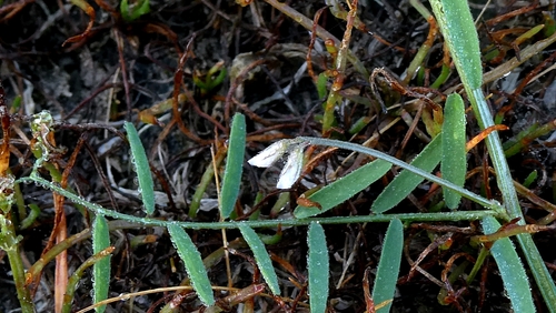 Vicia hirsuta, photograph 5