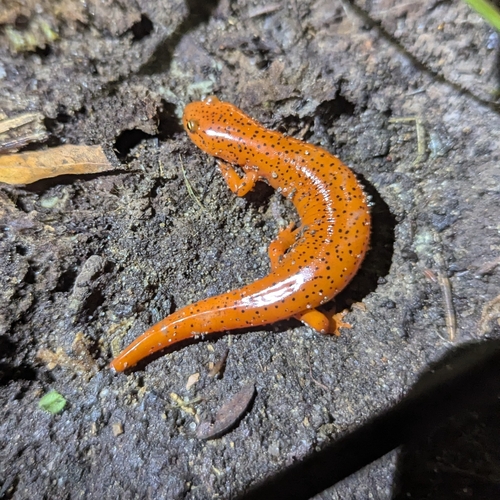 Red Salamander